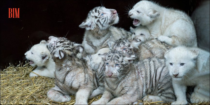 White Bengal Tiger